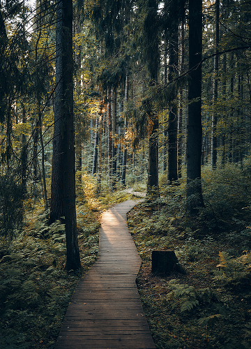 Gamtos ir miesto harmonija