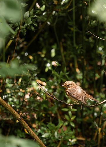 Gamtos ir miesto harmonija